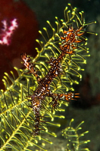 Ornate ghost pipefish photo after too much spot cleaning. by Mehmet Salih Bilal 